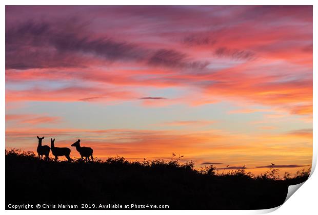 Red deer at sunset - silhouette  Print by Chris Warham