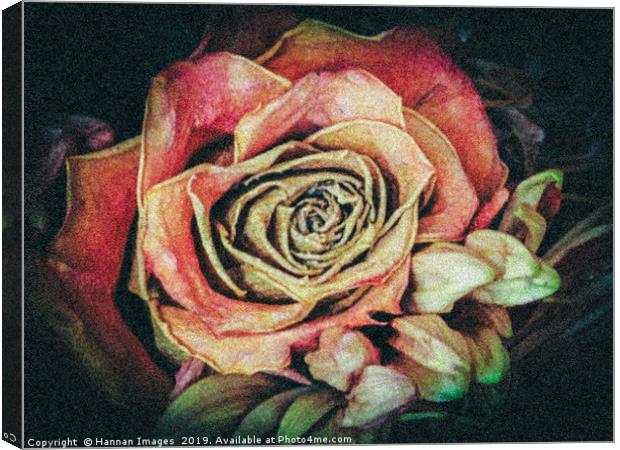 Old fashioned rose Canvas Print by Hannan Images