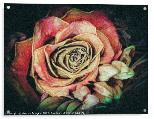 Old fashioned rose Acrylic by Hannan Images