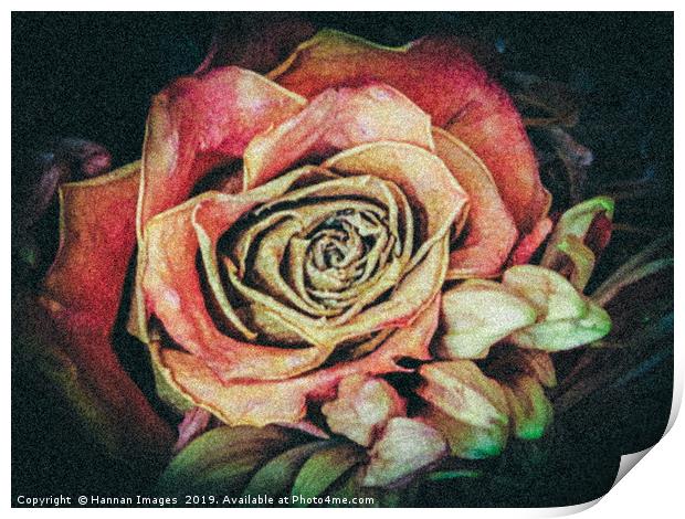 Old fashioned rose Print by Hannan Images