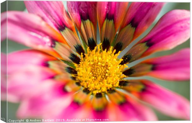 Gazania Talent Series in bloom.  Canvas Print by Andrew Bartlett