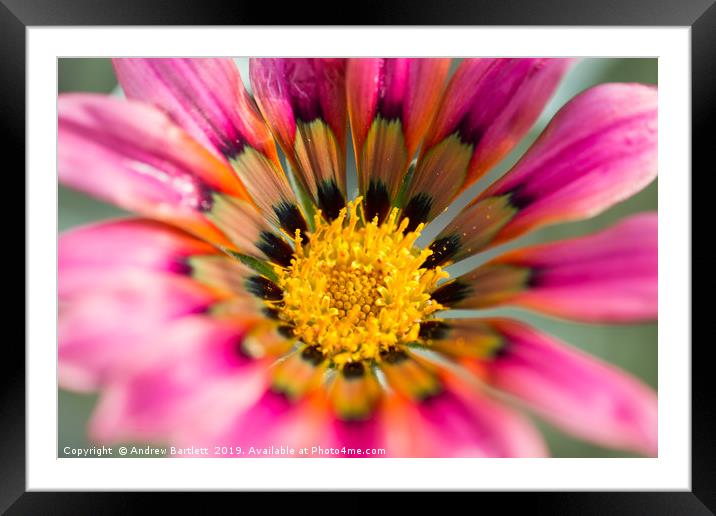 Gazania Talent Series in bloom.  Framed Mounted Print by Andrew Bartlett