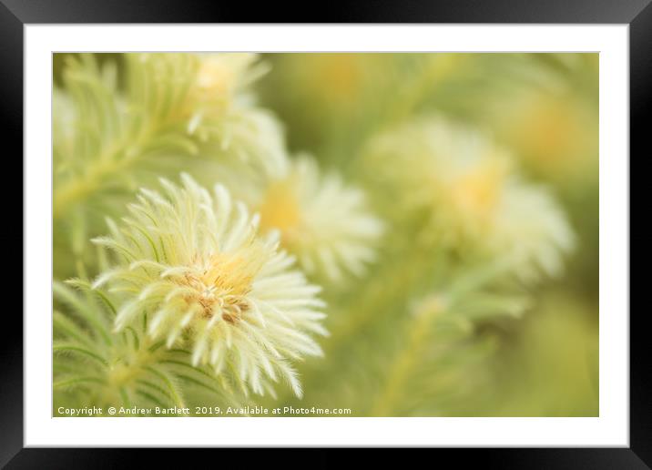 Phylica Pubescens  Framed Mounted Print by Andrew Bartlett