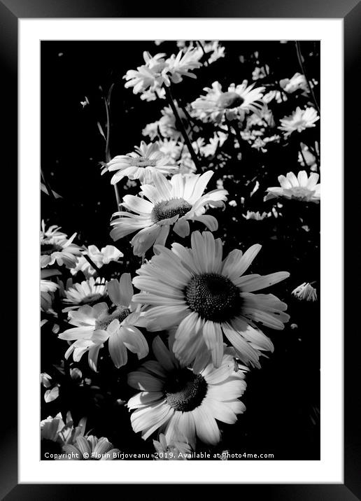 Marguerites Bw Framed Mounted Print by Florin Birjoveanu