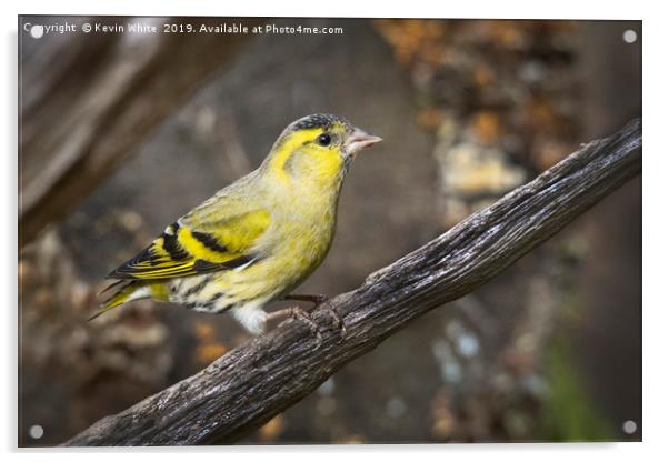 Siskin Acrylic by Kevin White