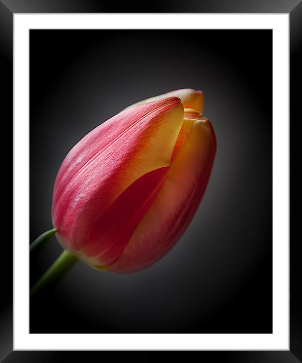 Tulip Framed Mounted Print by paul holt