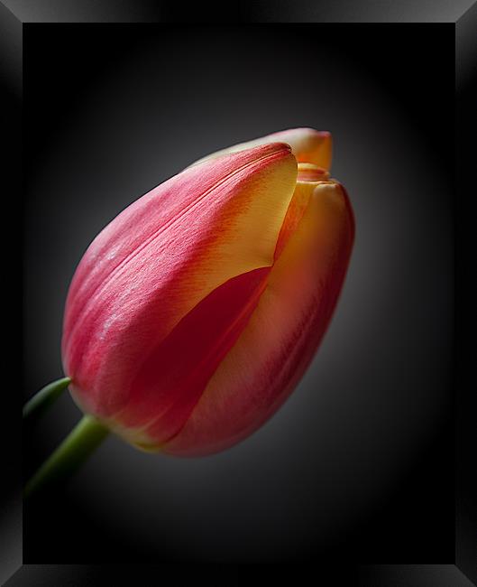 Tulip Framed Print by paul holt