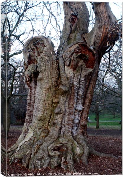 Four Hundred Year Old Sweet Chestnut Tree   Canvas Print by Aidan Moran