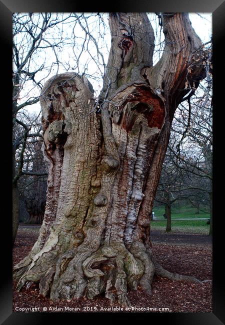 Four Hundred Year Old Sweet Chestnut Tree   Framed Print by Aidan Moran