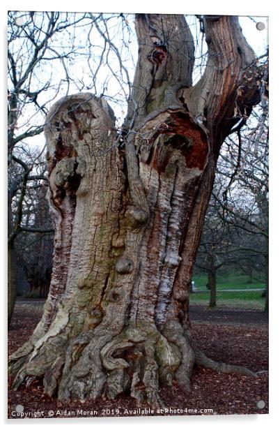 Four Hundred Year Old Sweet Chestnut Tree   Acrylic by Aidan Moran