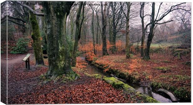 Etherow Woods Canvas Print by Rachael Smith