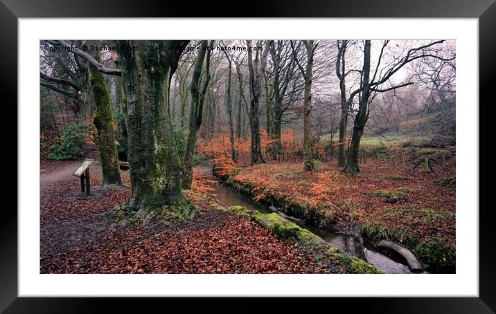 Etherow Woods Framed Mounted Print by Rachael Smith