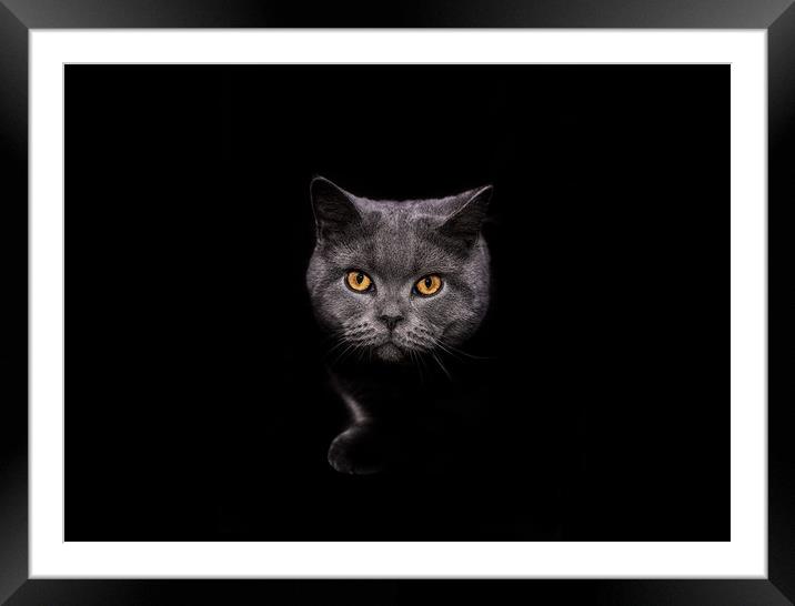  Cat Emerging from Shadows Framed Mounted Print by Kia lydia