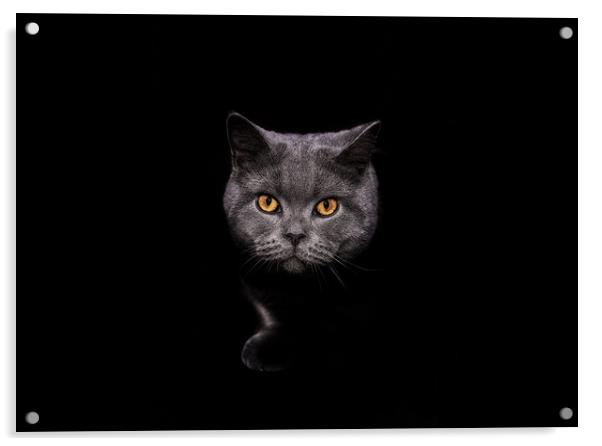  Cat Emerging from Shadows Acrylic by Kia lydia