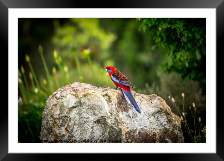 Rosella Framed Mounted Print by Hannan Images