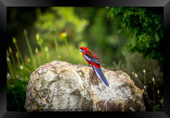 Rosella Framed Print by Hannan Images