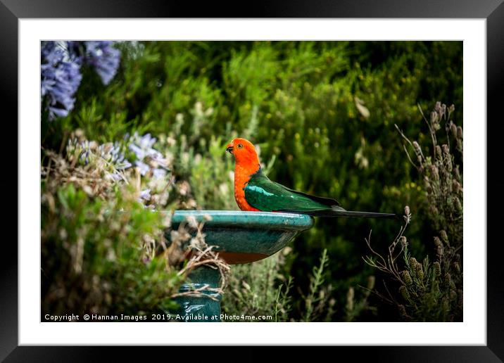 Australian King Parrot  Framed Mounted Print by Hannan Images