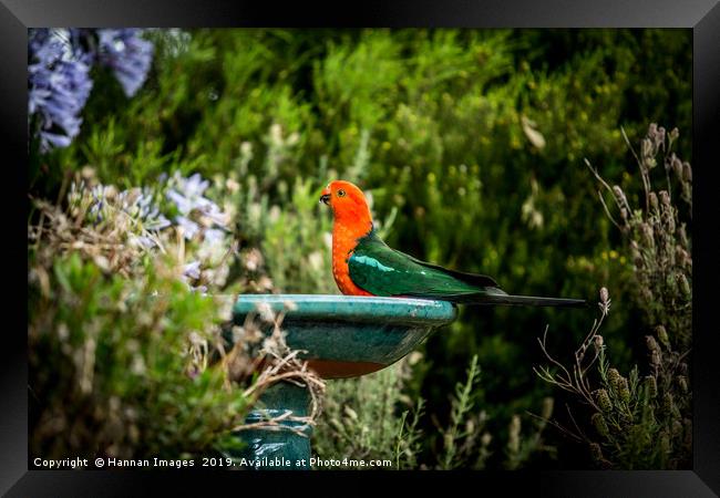 Australian King Parrot  Framed Print by Hannan Images