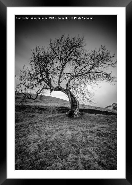 The Frandy Tree Framed Mounted Print by bryan hynd