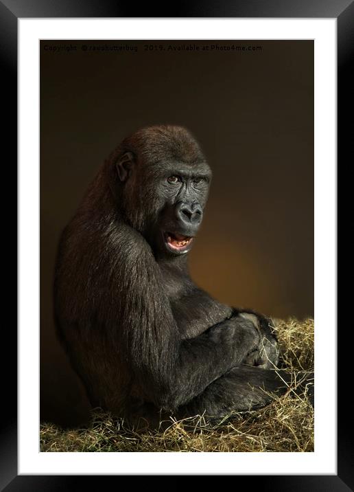 Lope The Gorilla Framed Mounted Print by rawshutterbug 
