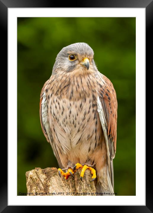 Young kestrel sat close up Framed Mounted Print by Simon Bratt LRPS