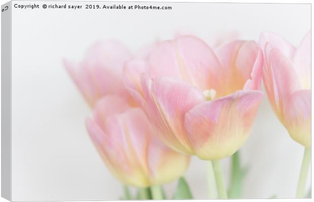 Pastel Tulips Canvas Print by richard sayer