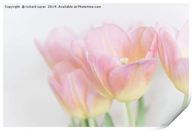 Pastel Tulips Print by richard sayer