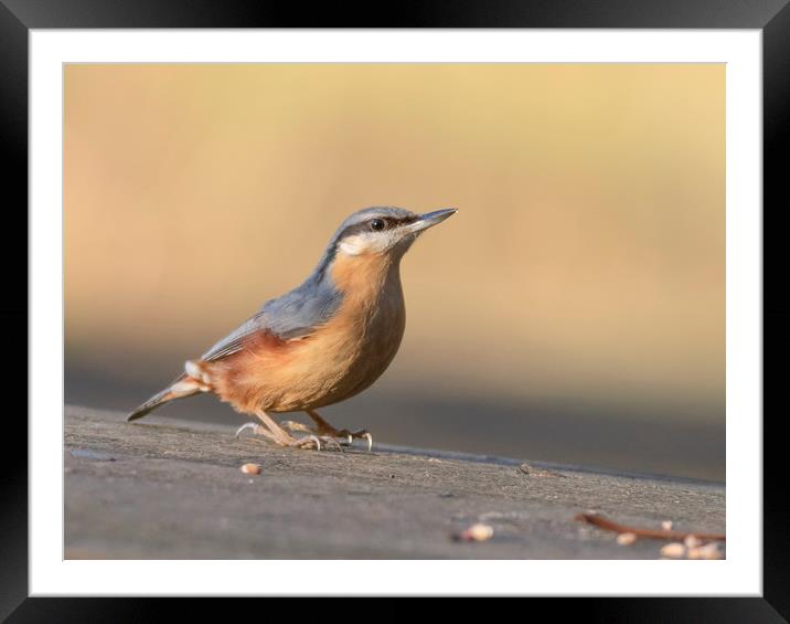 Nuthatch enjoying the sunshine. Framed Mounted Print by Jonathan Thirkell