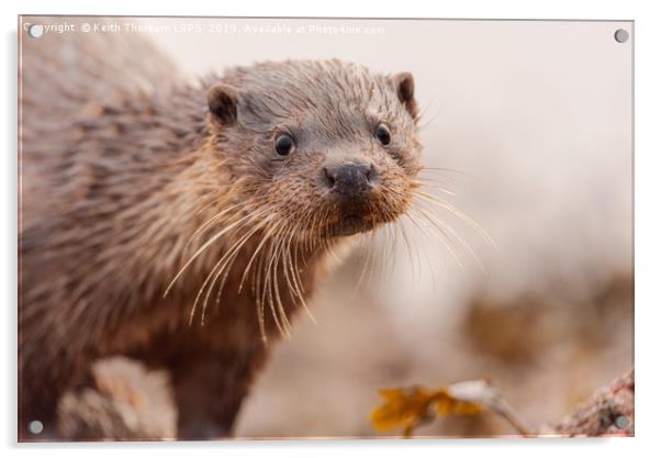 Otter Acrylic by Keith Thorburn EFIAP/b