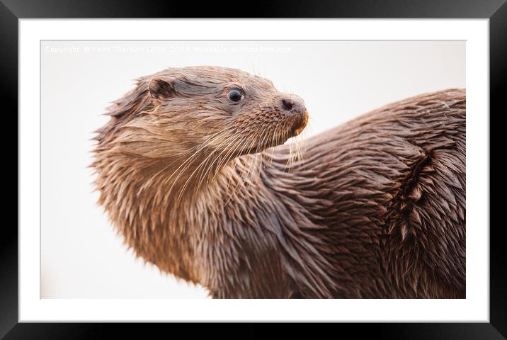 Otter Framed Mounted Print by Keith Thorburn EFIAP/b