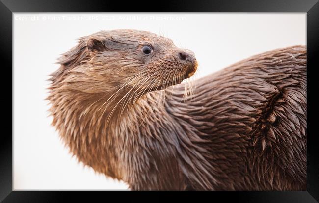 Otter Framed Print by Keith Thorburn EFIAP/b