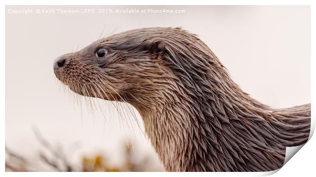 Otter Print by Keith Thorburn EFIAP/b