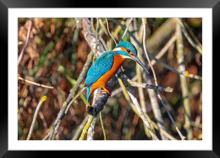 Beautiful Kingfisher Framed Mounted Print by Andrew Scott