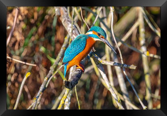 Beautiful Kingfisher Framed Print by Andrew Scott
