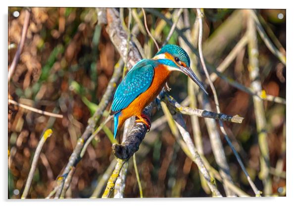 Beautiful Kingfisher Acrylic by Andrew Scott