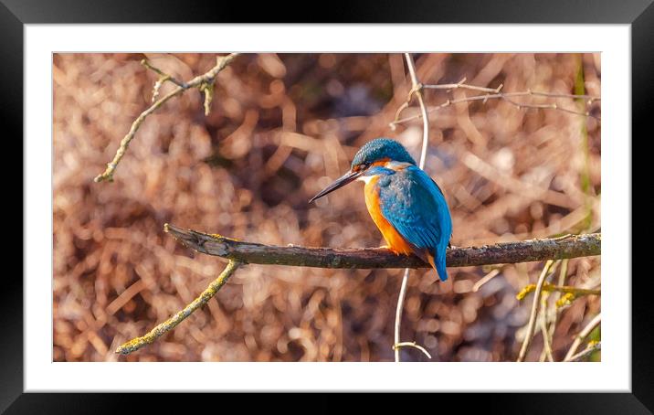 Kingfisher  Framed Mounted Print by Andrew Scott