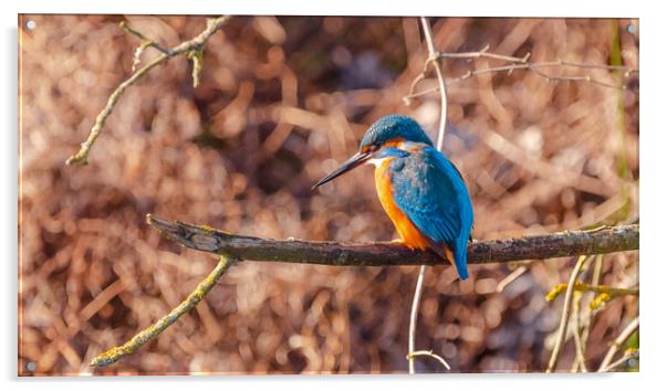 Kingfisher  Acrylic by Andrew Scott