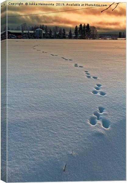 Rabbit Footprints In The Sunset Canvas Print by Jukka Heinovirta