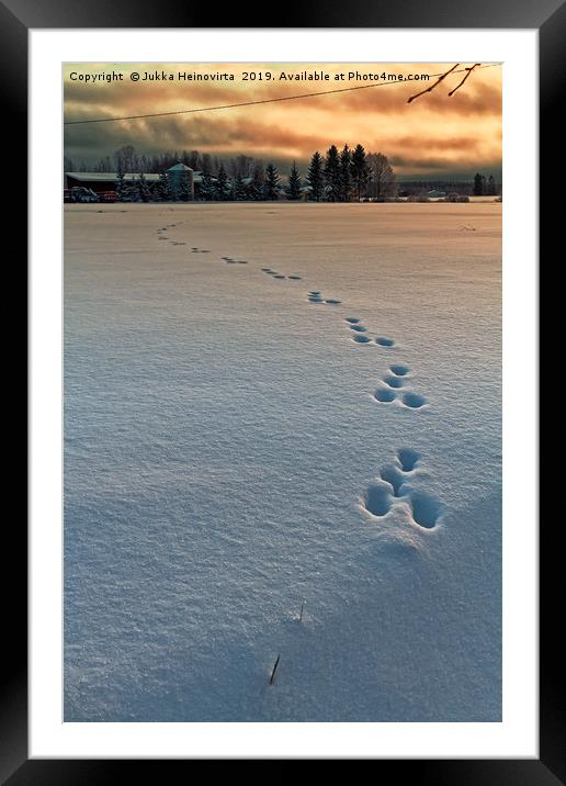 Rabbit Footprints In The Sunset Framed Mounted Print by Jukka Heinovirta