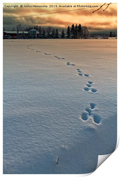 Rabbit Footprints In The Sunset Print by Jukka Heinovirta