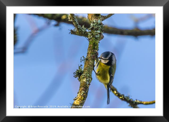 Blue Tit 01 Framed Mounted Print by Brian Roscorla