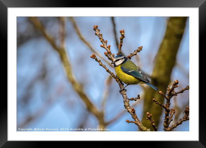 Blue Tit  Framed Mounted Print by Brian Roscorla
