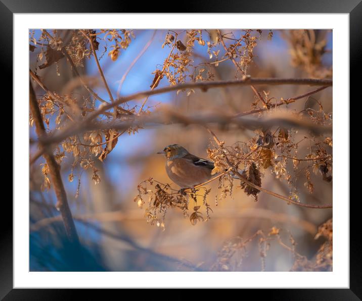 Small lovely sparrow Framed Mounted Print by Dimitar Lazarov