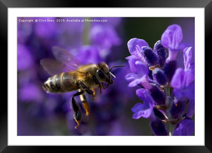 Honey Bee Framed Mounted Print by Clive Rees