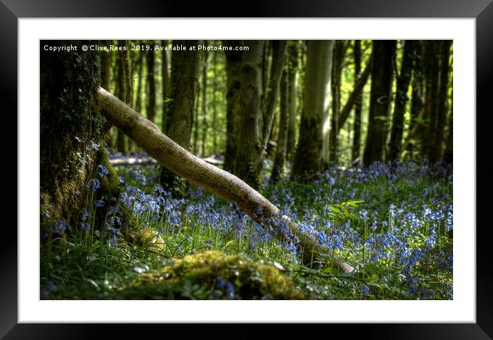 Bluebell display Framed Mounted Print by Clive Rees