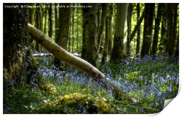 Bluebell display Print by Clive Rees