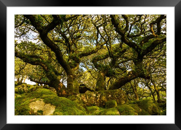 Ghostly Woods Framed Mounted Print by CHRIS BARNARD