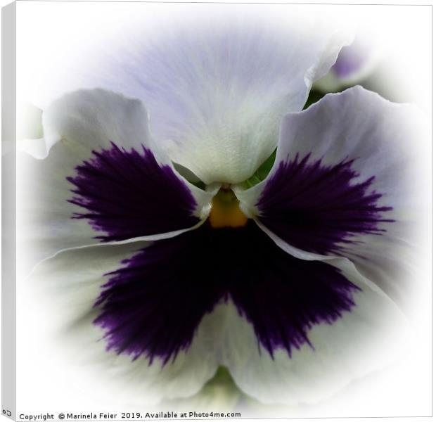 Purple and white pansy Canvas Print by Marinela Feier