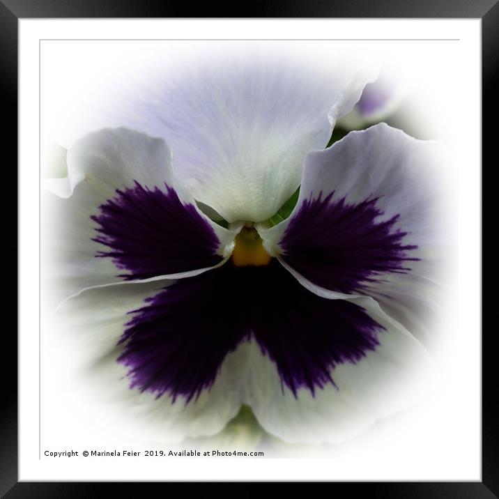 Purple and white pansy Framed Mounted Print by Marinela Feier