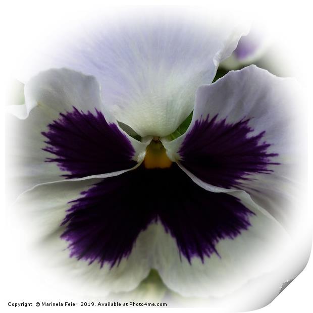 Purple and white pansy Print by Marinela Feier